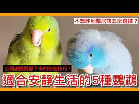 可以養的鳥